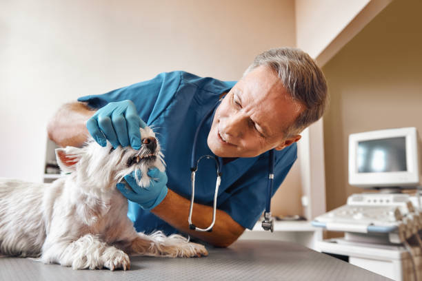 Best Walk-In Emergency Dentist in Havana, FL